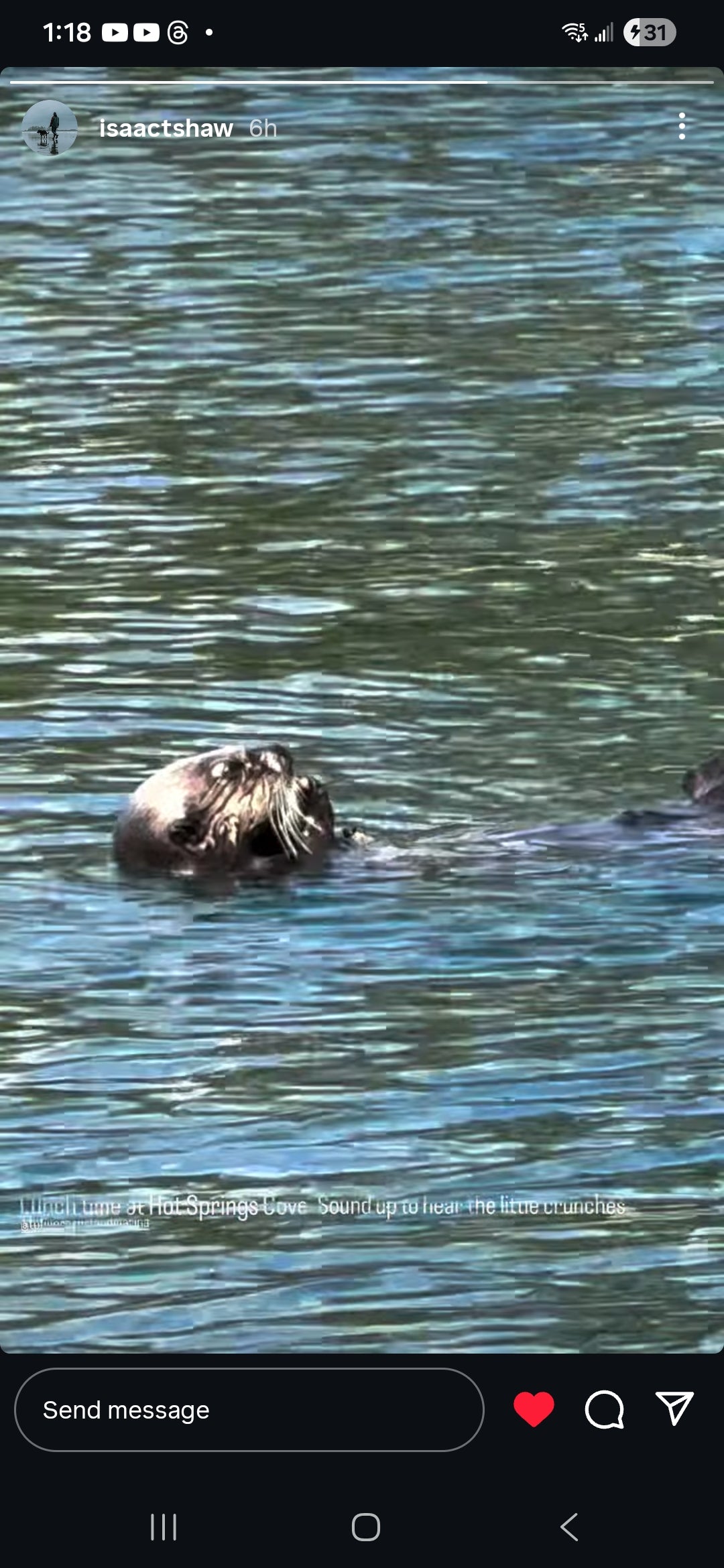 Sea Otter