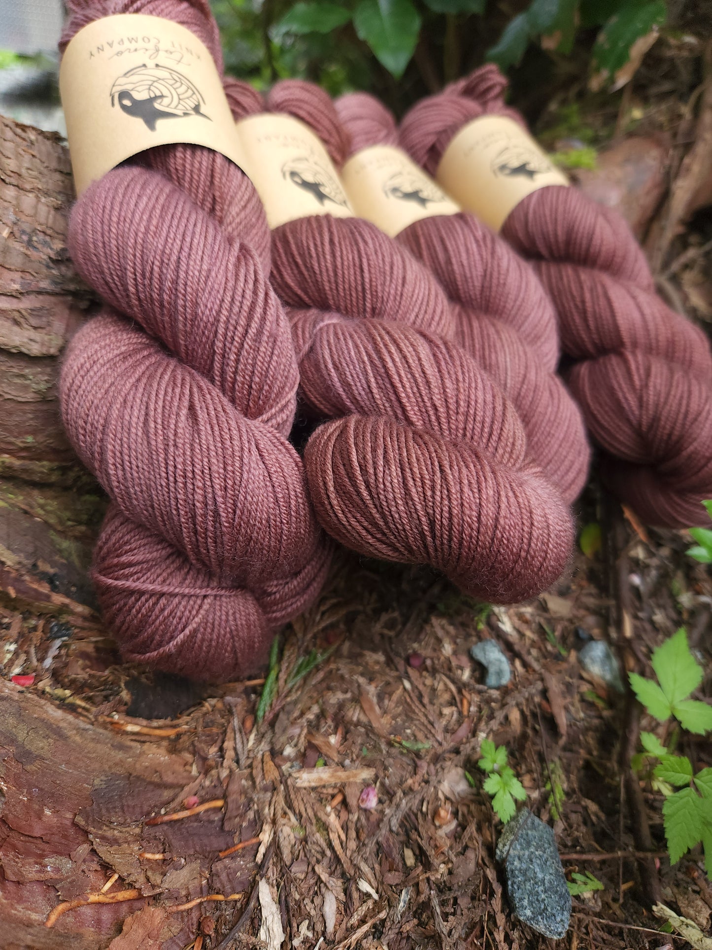 Hot Chocolate Octopus DK