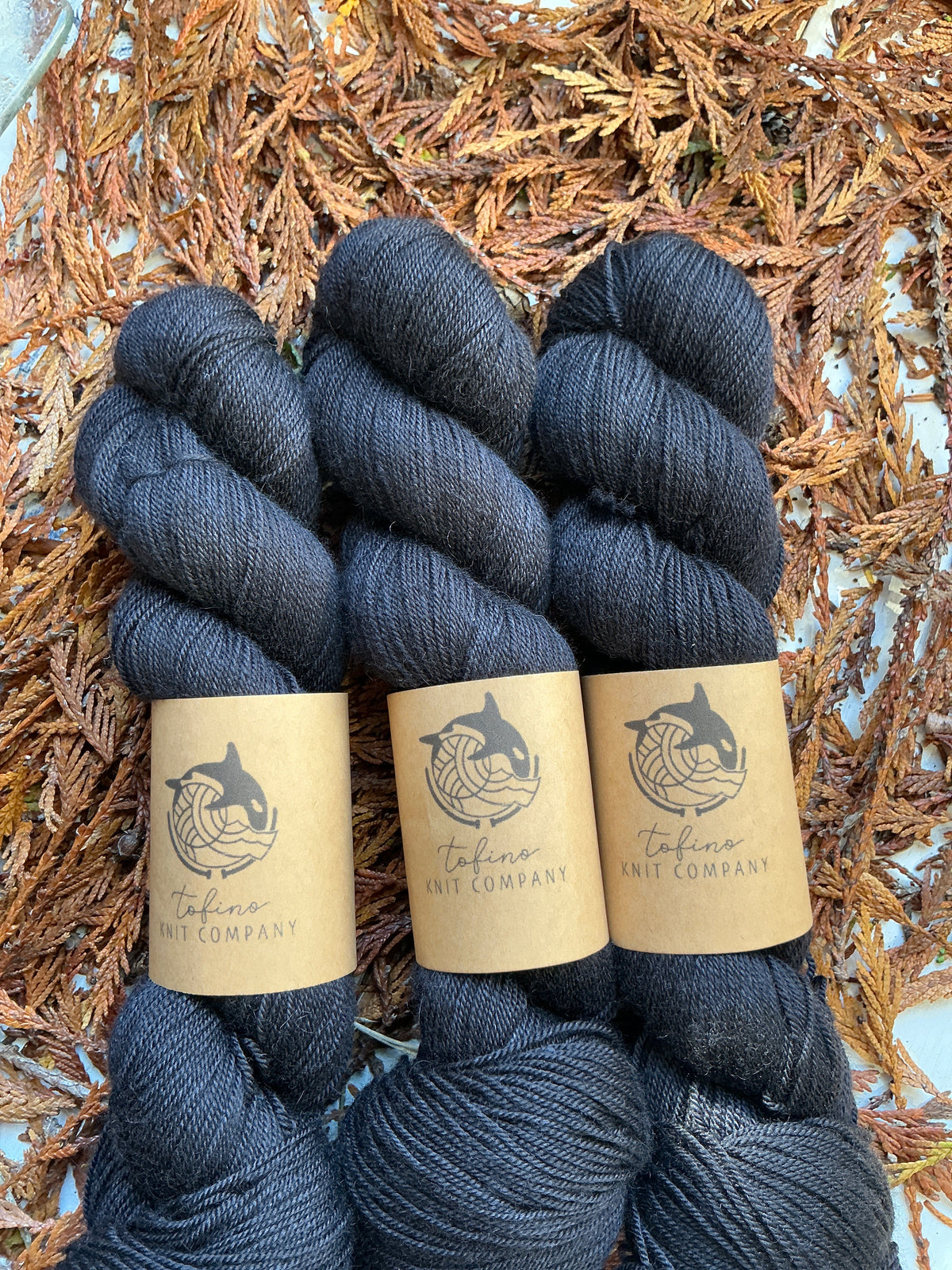 Black Bear