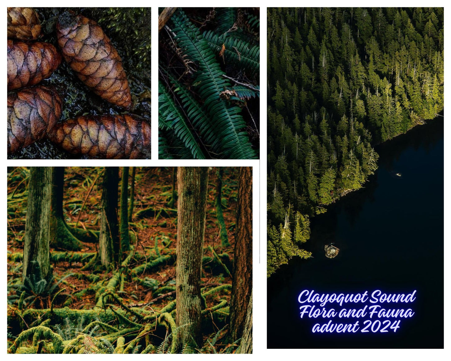 Clayoquot Sound: Flora and Fauna PRESALE ADVENT 2024